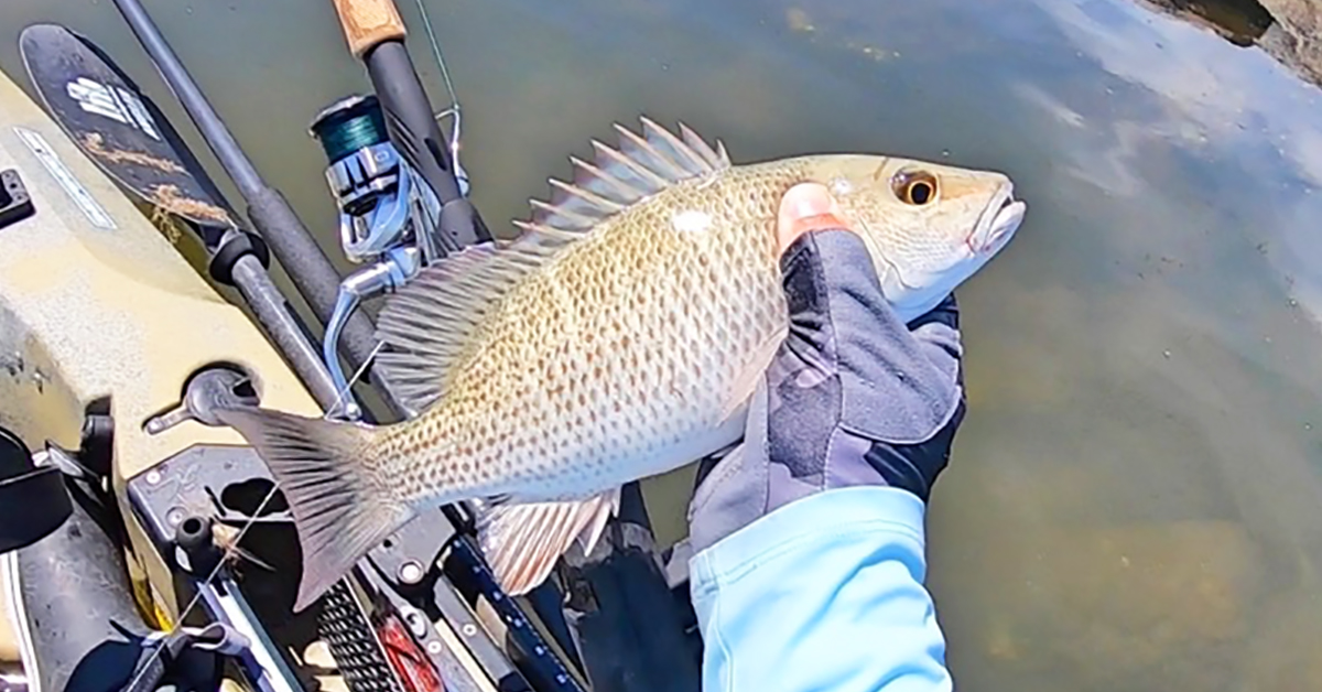 http://rig%20shrimp%20for%20mangrove%20snapper
