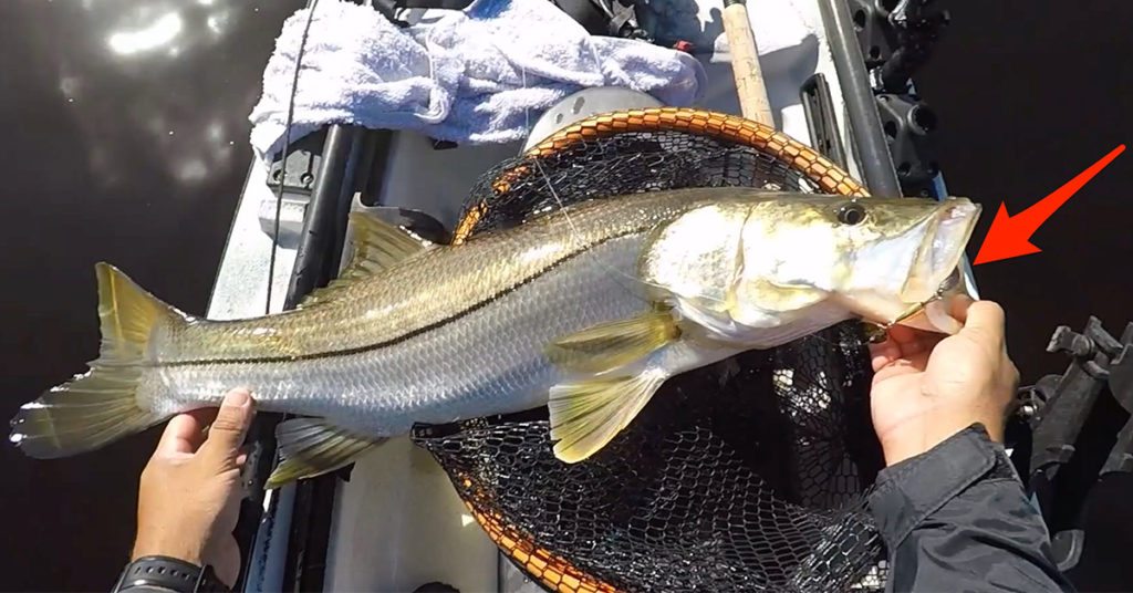 catching snook with spinner bait