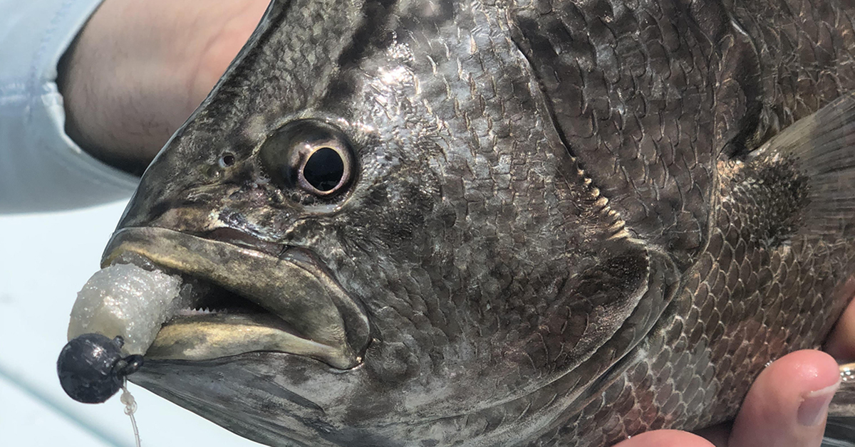 http://tripletail%20fishing