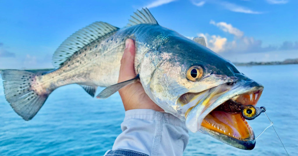trout at the jetty