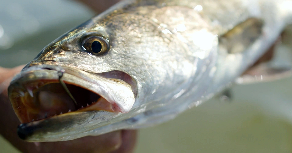 http://2020%20fishing%20lessons