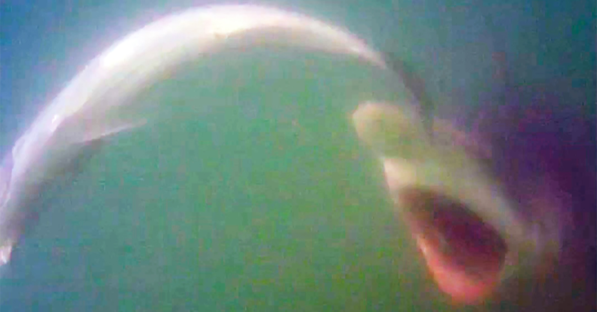 http://underwater%20lure%20footage