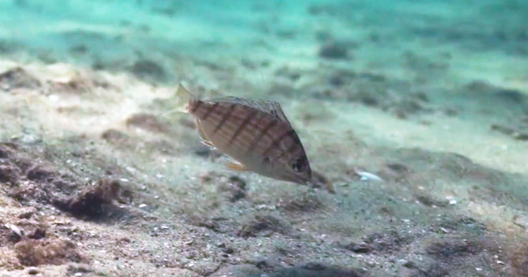 http://underwater%20pinfish