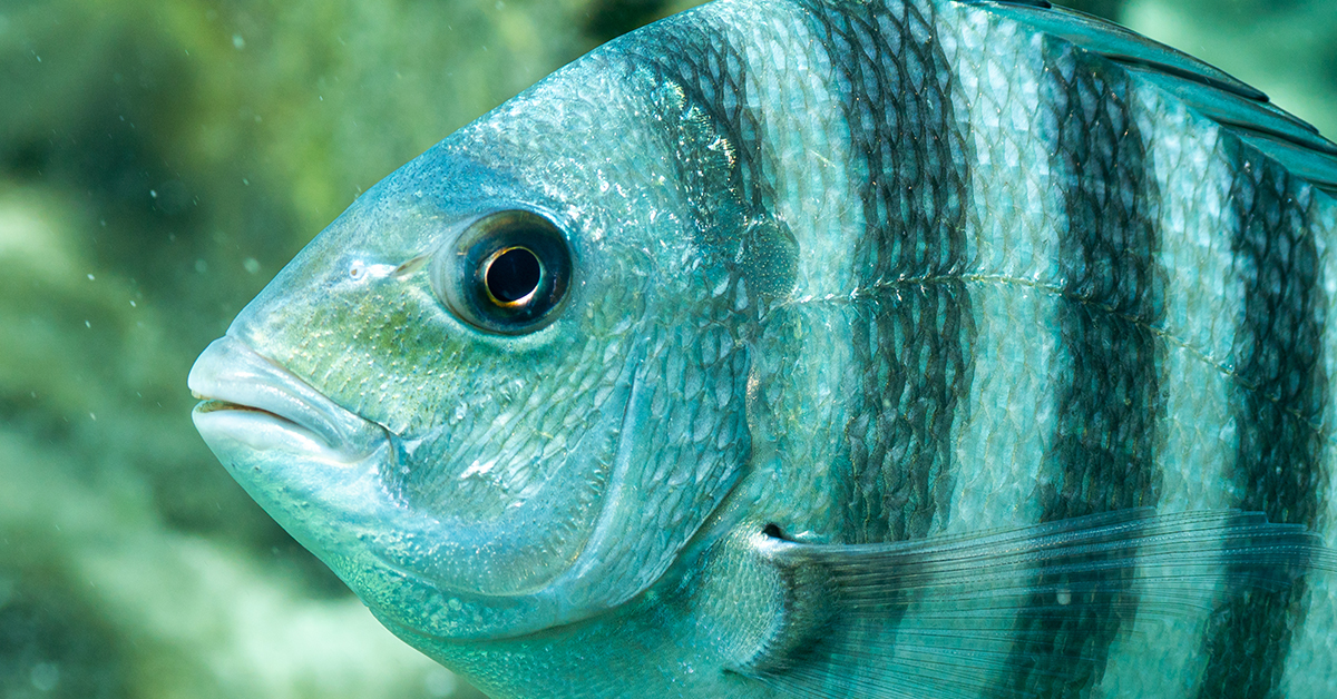 http://winter%20fishing%20strategies%20in%20florida