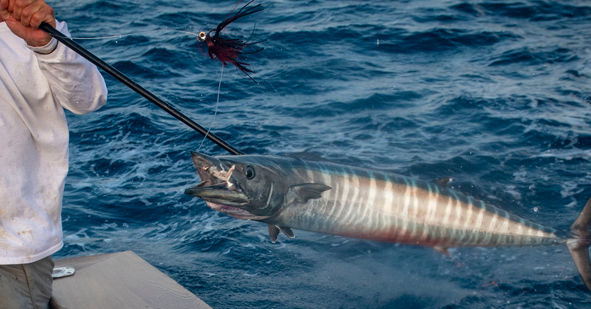 http://how%20to%20gaff%20a%20fish