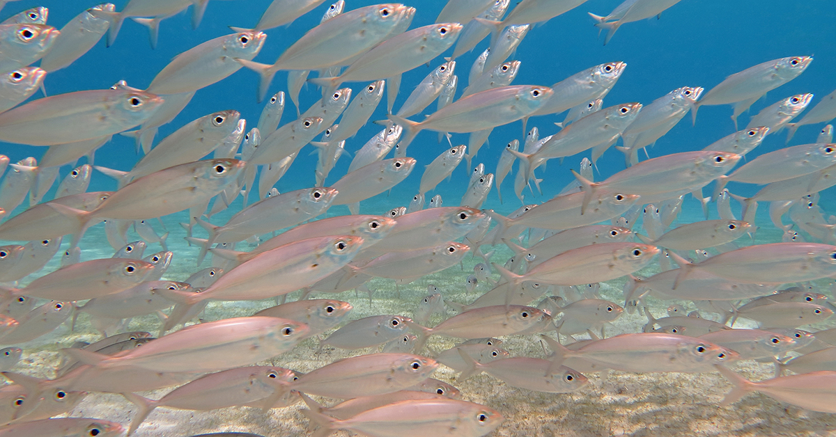 http://where%20to%20fish%20school%20of%20baitfish