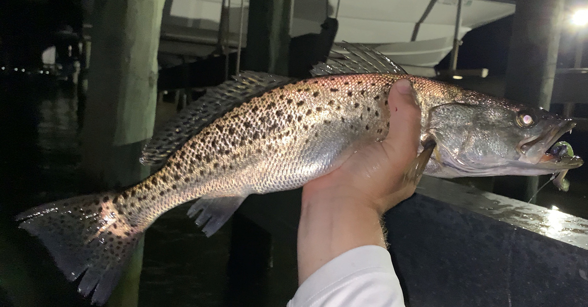 http://catching%20trout%20under%20docks