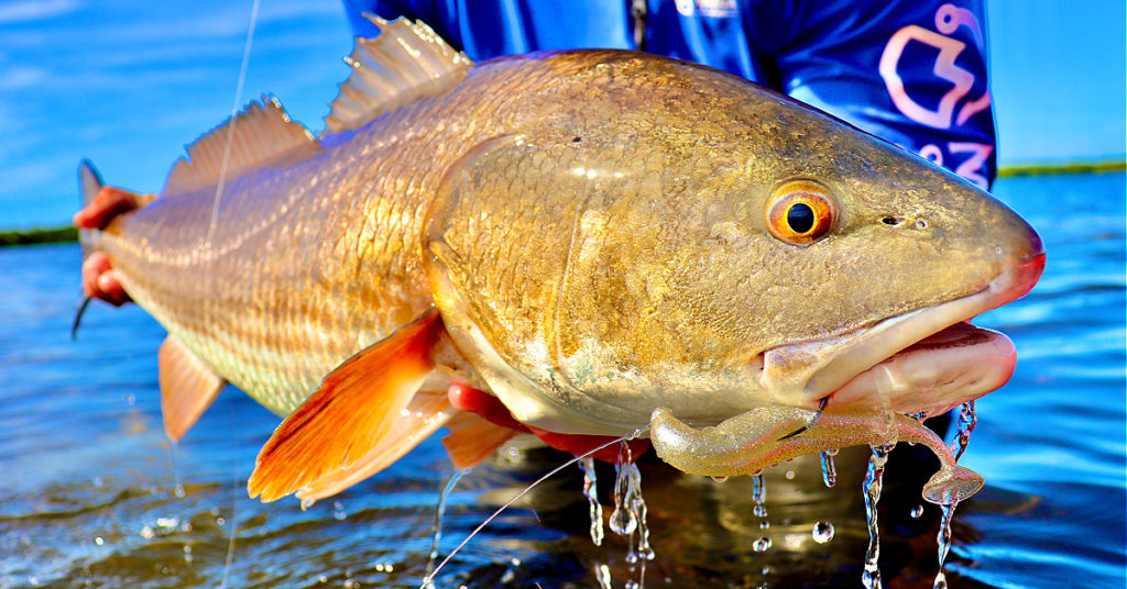 use THIS retrieve to trigger reaction strikes in winter