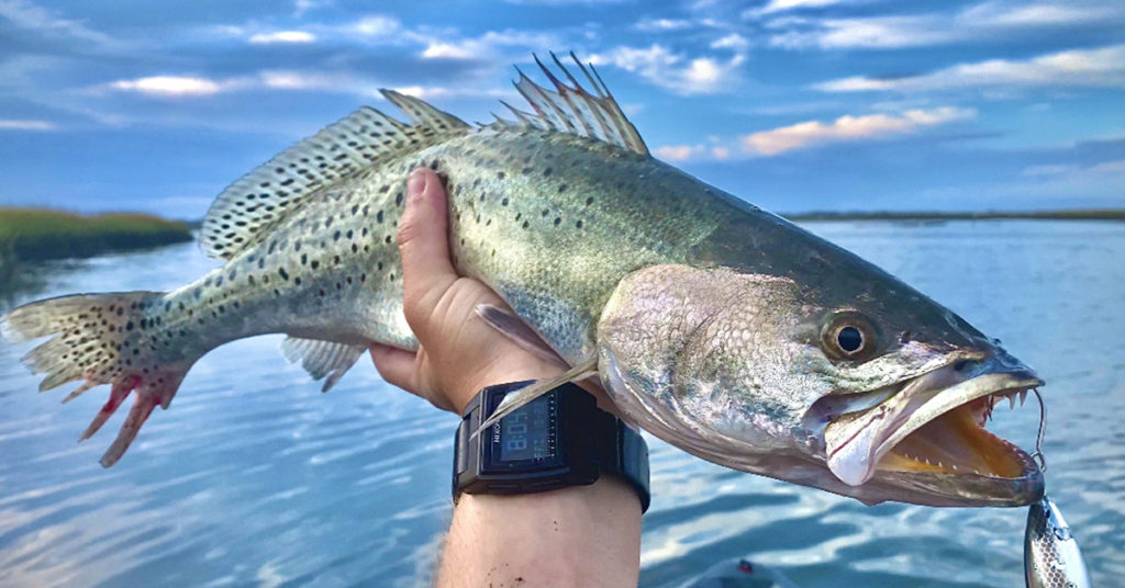 fall trout spots