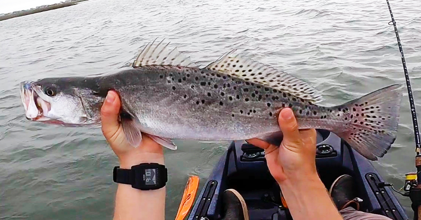 topwater trout