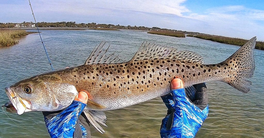 marsh fishing for trout