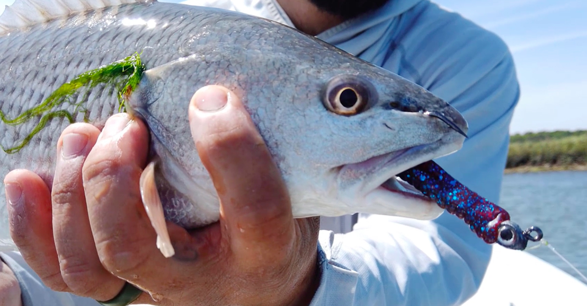 http://z-man%20trout%20trick%20review